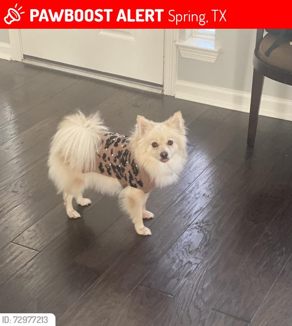 Lost Female Dog last seen Lost Cove Ln, Spring, TX 77373