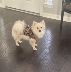 Lost Female Dog last seen Lost Cove Ln, Spring, TX 77373