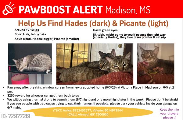Lost Male Cat last seen Victoria place Madison MS, Madison, MS 39110