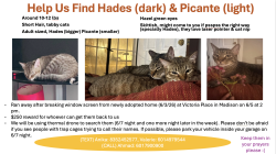 Lost Male Cat last seen Victoria place Madison MS, Madison, MS 39110