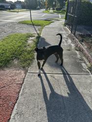 Found/Stray Male Dog last seen SW 39th St / SW 38th Ave , Miami, FL 33155