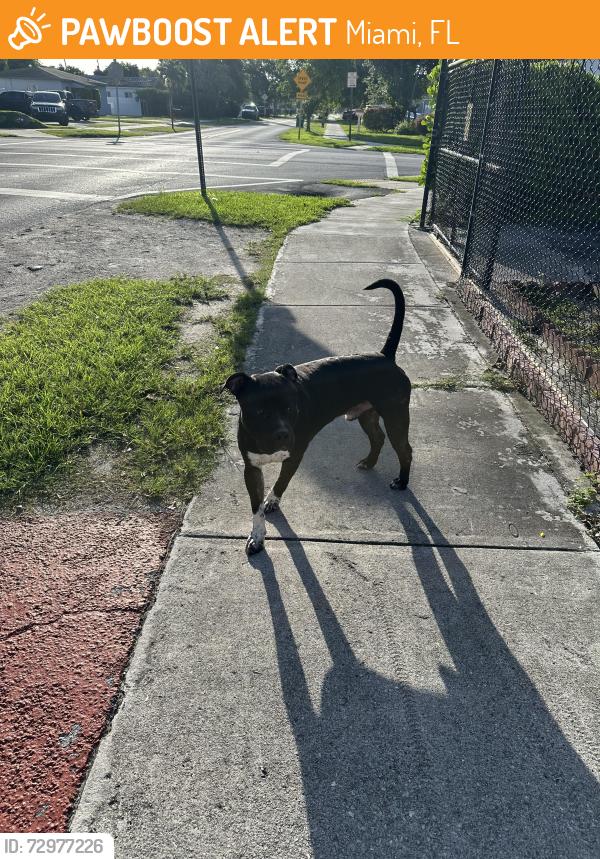 Found/Stray Male Dog last seen SW 39th St / SW 38th Ave , Miami, FL 33155
