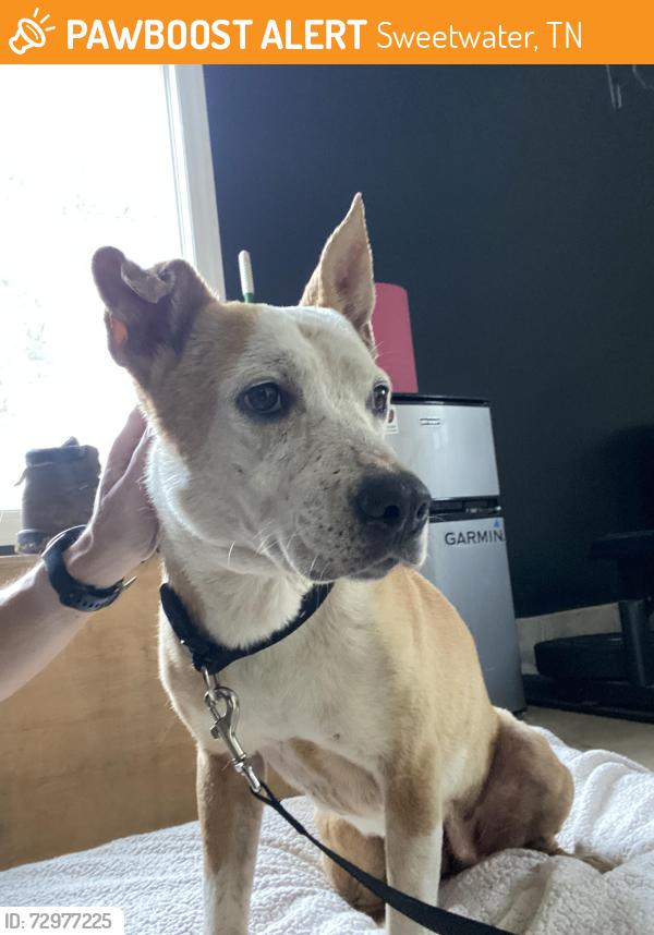 Found/Stray Female Dog last seen Fairlane Dr. off Hwy 11, Sweetwater, TN 37874