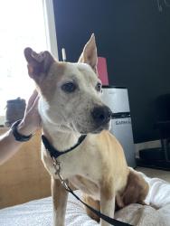 Found/Stray Female Dog last seen Fairlane Dr. off Hwy 11, Sweetwater, TN 37874