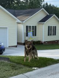 Found/Stray Unknown Dog last seen Middle Road and Twilight Lane, Richmond, VA 23235