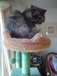 Reunited Female Cat last seen Near Drexel Lane, near 1520 Princeton Road, Altoona, PA, Altoona, PA 16602