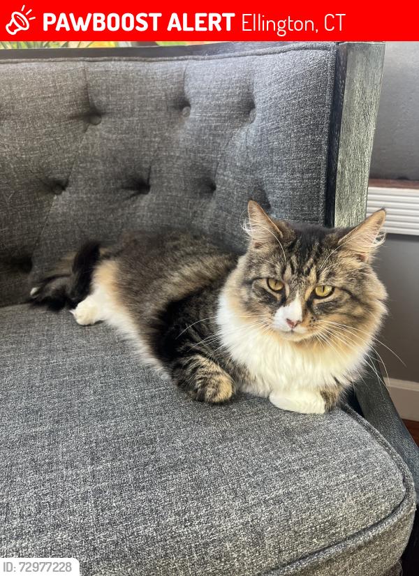Lost Male Cat last seen Cider mill road, Ellington, CT 06029
