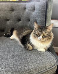 Lost Male Cat last seen Cider mill road, Ellington, CT 06029