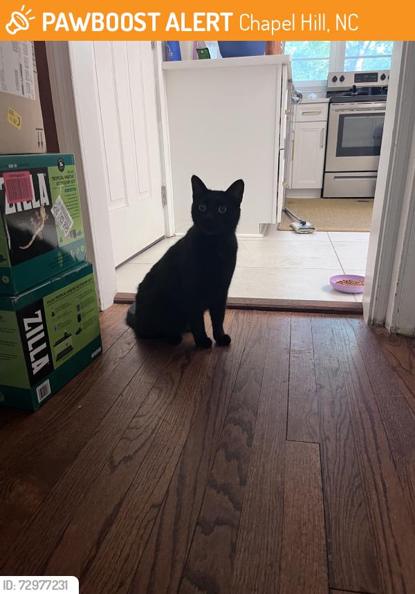 Found/Stray Unknown Cat last seen Hillview Rd, Chapel Hill, NC 27514