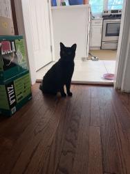 Found/Stray Unknown Cat last seen Hillview Rd, Chapel Hill, NC 27514
