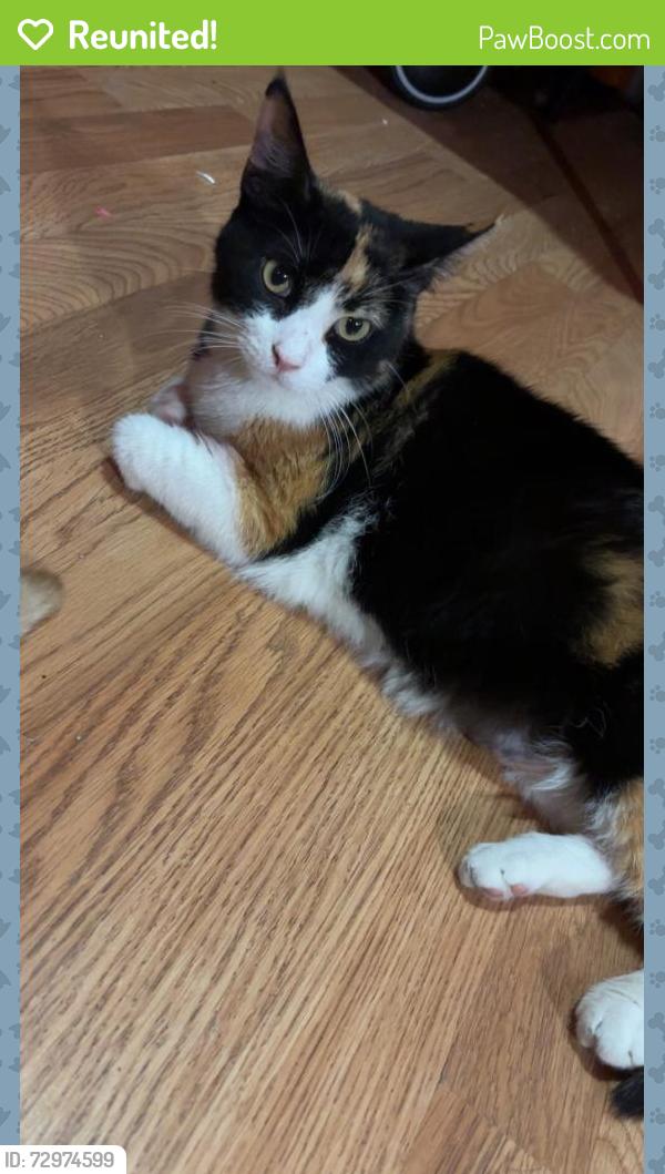 Reunited Female Cat last seen 43rd South Honore & Wolcott, Chicago, IL 60609