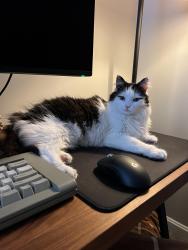 Reunited Female Cat last seen Estate Ridge Blvd near Glenmary Village apmts , Louisville, KY 40291