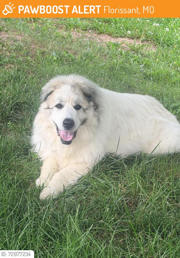 Found/Stray Unknown Dog last seen Jost ests Common Ground, Florissant, MO 63034