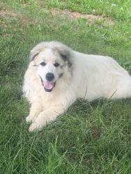 Found/Stray Unknown Dog last seen Jost ests Common Ground, Florissant, MO 63034