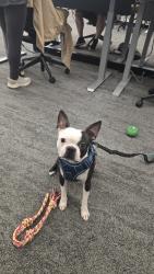 Reunited Male Dog last seen Thomas and dysert., Avondale, AZ 85392