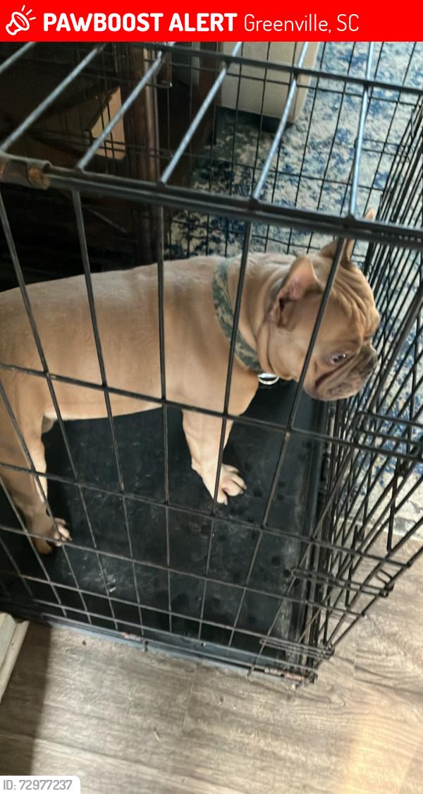 Lost Male Dog last seen Amtrak Train Station , Greenville, SC 29601