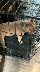 Lost Male Dog last seen Amtrak Train Station , Greenville, SC 29601