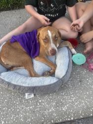 Shelter Stray Male Dog last seen NEW YORK AVE, Land O' Lakes, FL 34638