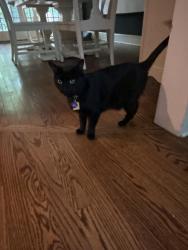 Reunited Female Cat last seen Brook Road, Hunting Hill , Woodbridge, CT 06525