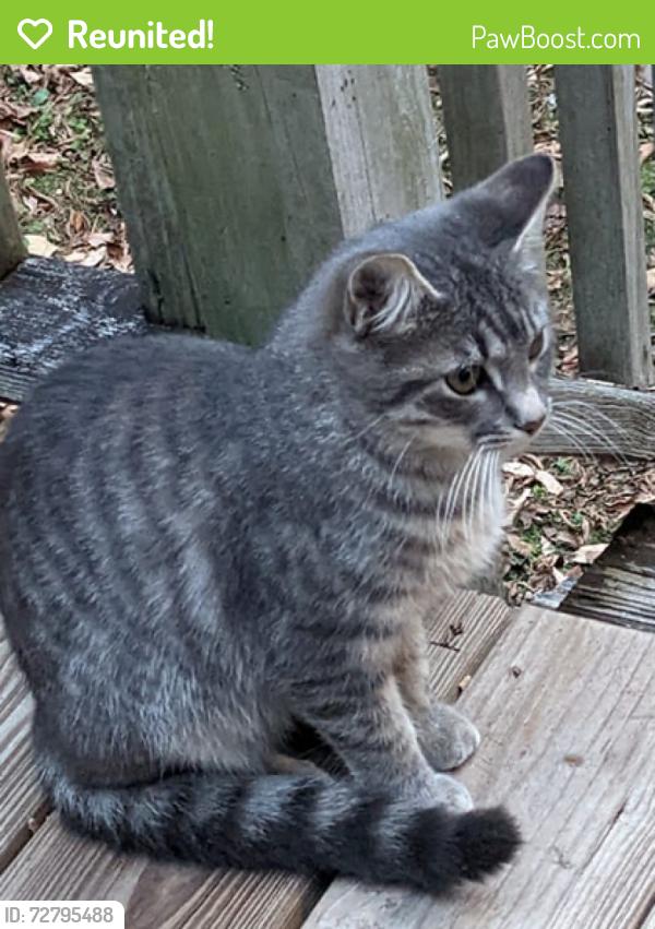 Reunited Female Cat last seen Hwy 92, Wade Green Rd, GA 30102