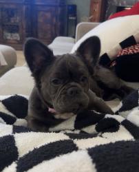 Lost Female Dog last seen Valley View Dr & Trailwood Dr, Burleson, TX 76028