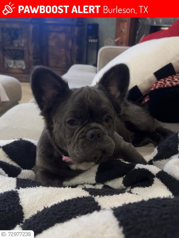 Lost Female Dog last seen Valley View Dr & Trailwood Dr, Burleson, TX 76028