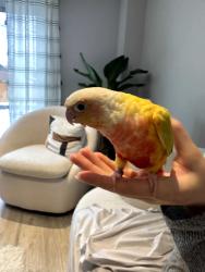 Reunited Unknown Bird last seen Bloor St. and Cawthra Rd., Mississauga, ON L5A 2W3