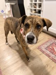 Found/Stray Female Dog last seen Bevan apmt by Aloft hotel , Trophy Club, TX 76262