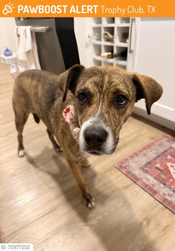 Found/Stray Female Dog last seen Bevan apmt by Aloft hotel , Trophy Club, TX 76262