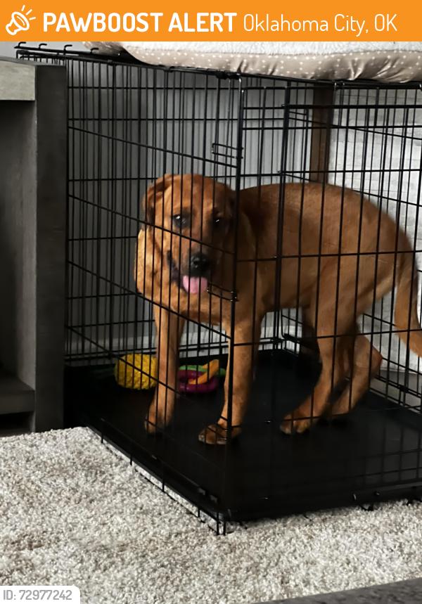 Found/Stray Male Dog last seen Brianna $ NW 77th street , Oklahoma City, OK 73132