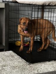 Found/Stray Male Dog last seen Brianna $ NW 77th street , Oklahoma City, OK 73132