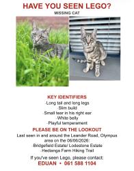 Reunited Male Cat last seen In Bridgefield est, Olympus , Pretoria, GP 0081