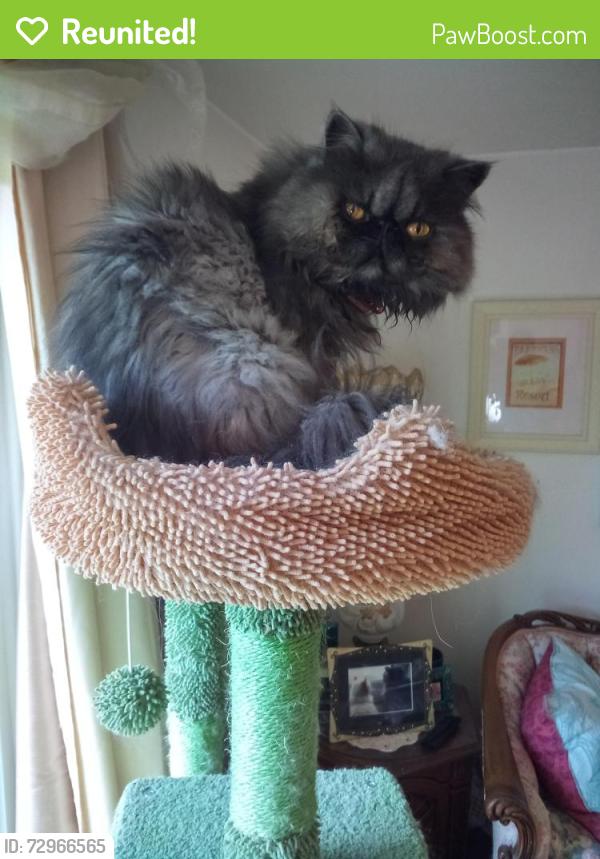 Reunited Female Cat last seen Near Drexel Lane, near 1520 Princeton Road, Altoona, PA, Altoona, PA 16602