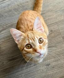Lost Male Cat last seen DQ and Starbucks , Greer, SC 29651