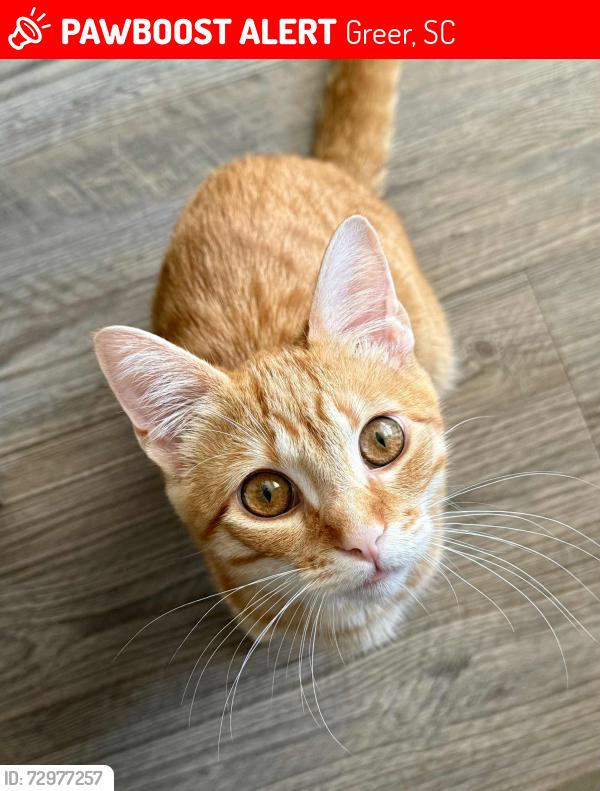 Lost Male Cat last seen DQ and Starbucks , Greer, SC 29651