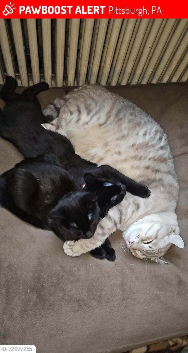 Lost Male Cat last seen Francisco St and Sheraden Park , Pittsburgh, PA 15204