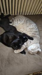 Lost Male Cat last seen Francisco St and Sheraden Park , Pittsburgh, PA 15204