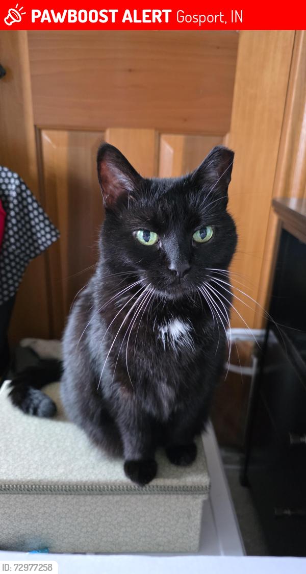 Lost Female Cat last seen Near Burma /Salem Rds intersection - possible sightings on Buskirk amd Frye Rds, Gosport, IN 47433