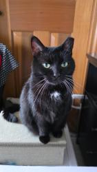 Lost Female Cat last seen Near Burma /Salem Rds intersection - possible sightings on Buskirk amd Frye Rds, Gosport, IN 47433