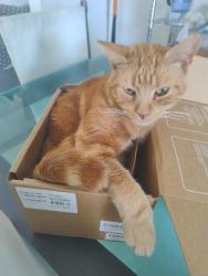 Lost Male Cat last seen Close to the dallas shopping center , Dallas, VIC 3047