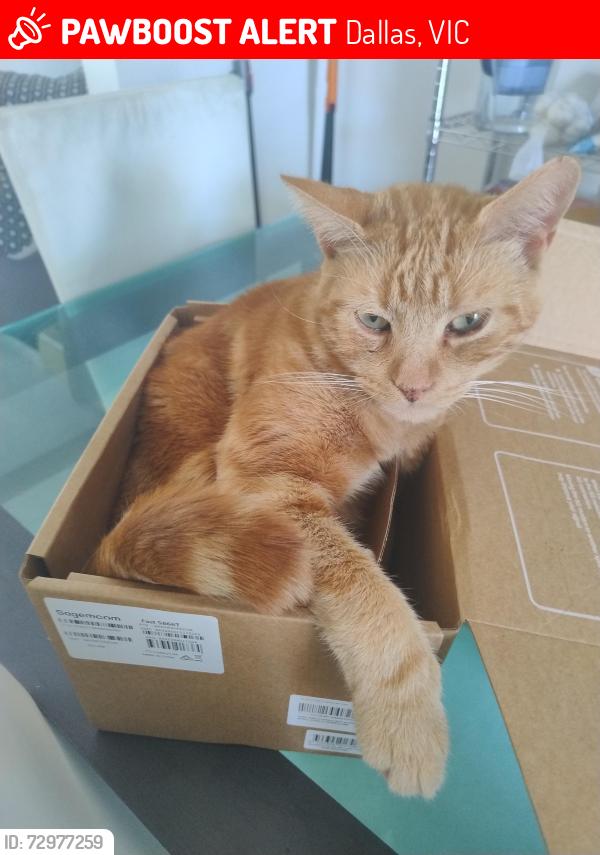 Lost Male Cat last seen Close to the dallas shopping center , Dallas, VIC 3047