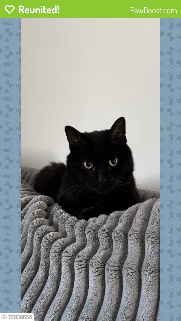 Reunited Male Cat last seen Forsythe and black rock blvd , Valencia, PA 16059