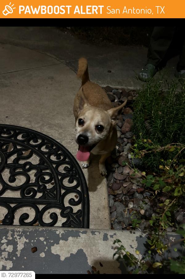 Found/Stray Male Dog last seen Possum wolf, San Antonio, TX 78245