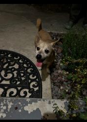 Found/Stray Male Dog last seen Possum wolf, San Antonio, TX 78245