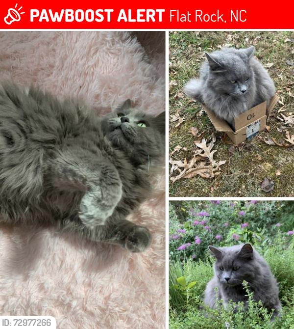 Lost Male Cat last seen Near roper rd flt rock, Flat Rock, NC 28731
