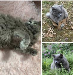 Lost Male Cat last seen Near roper rd flt rock, Flat Rock, NC 28731