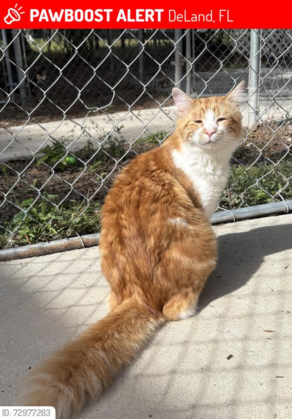Lost Male Cat last seen Country view circle , DeLand, FL 32720