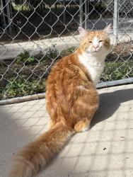 Lost Male Cat last seen Country view circle , DeLand, FL 32720