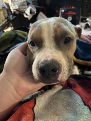 Found/Stray Male Dog last seen Third and Johnson Parkway , Saint Paul, MN 55106