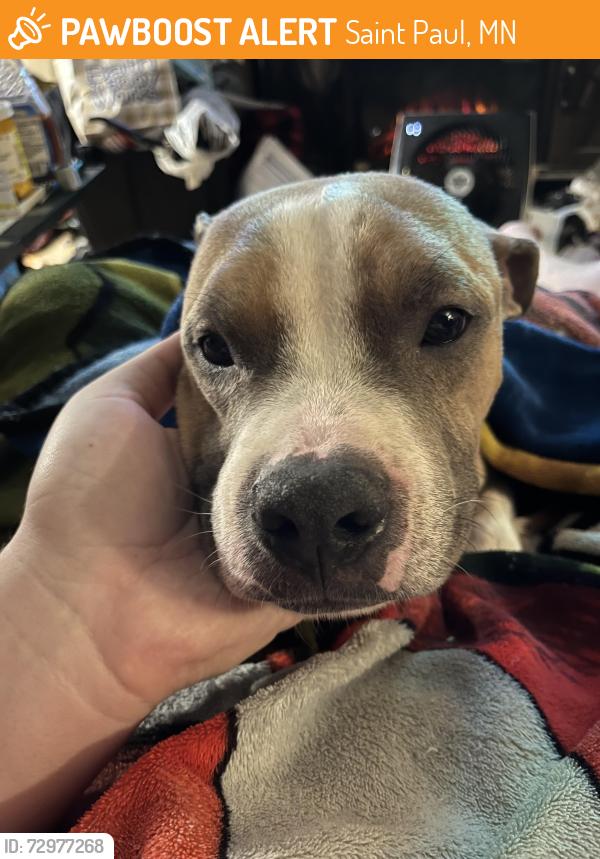 Found/Stray Male Dog last seen Third and Johnson Parkway , Saint Paul, MN 55106
